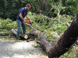 Best Lawn Maintenance Plans  in Las Palmas Ii, TX
