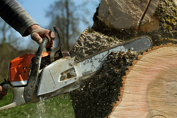 How Our Tree Care Process Works  in  Las Palmas Ii, TX